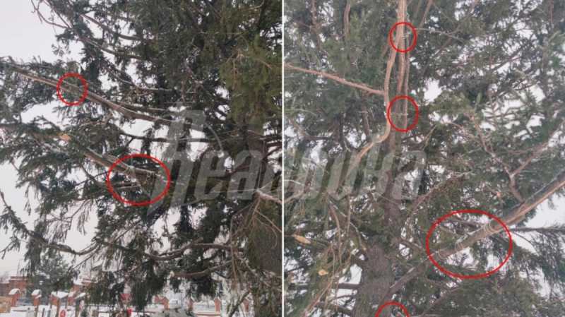 Администрация города в Сибири «оживила» новогоднюю ёлку ветками от других деревьев