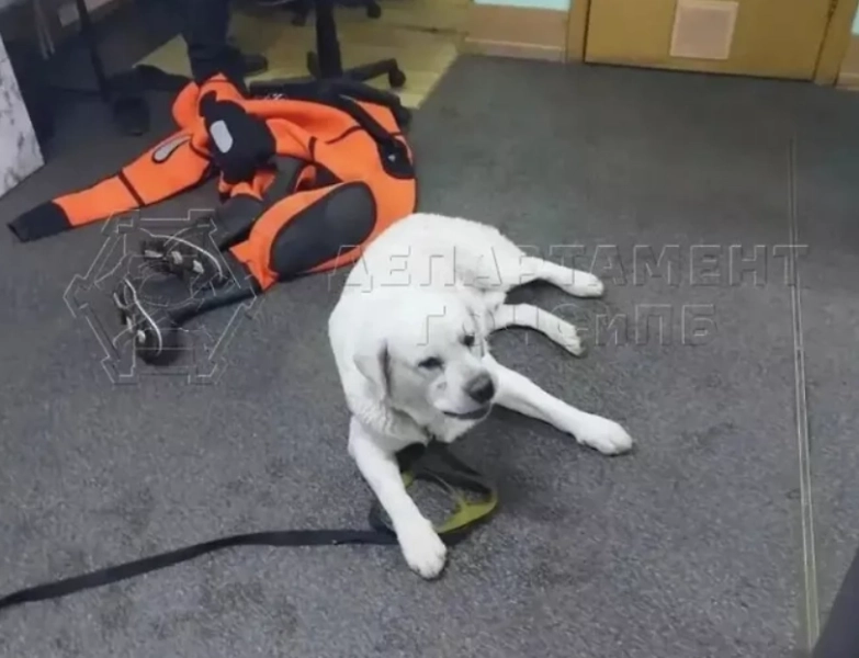 На Москве-реке спасли женщину с собакой, провалившихся под лёд