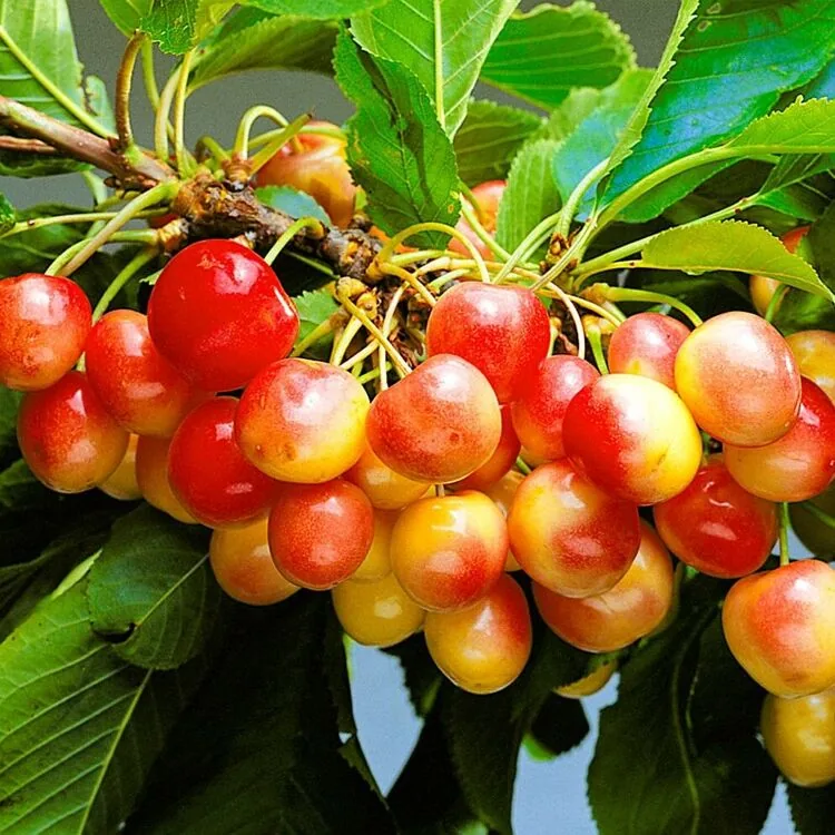 Саженцы черешни: как выбрать, посадить и вырастить урожайное дерево